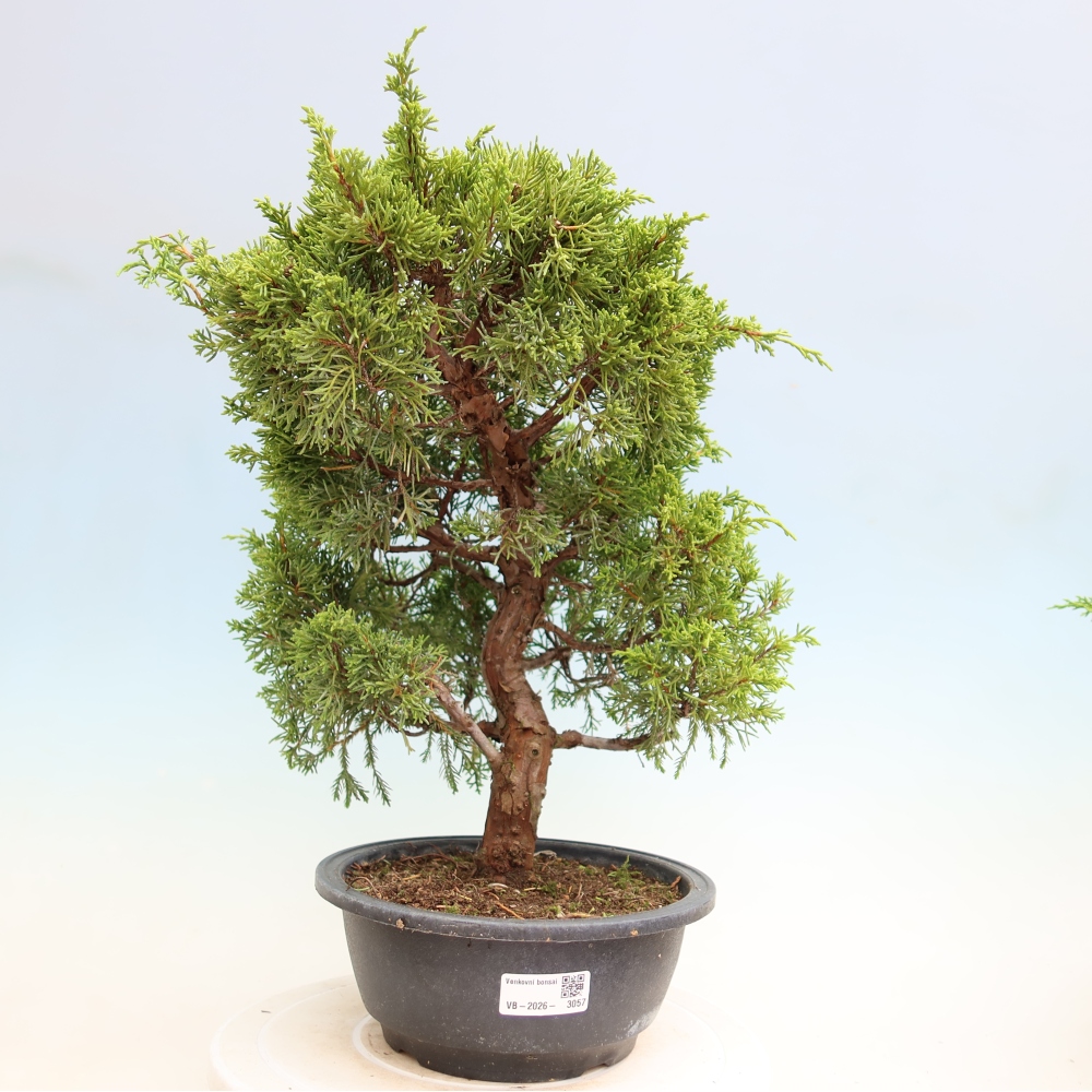 Outdoor Bonsai - Juniperus chinensis Itoigawa - Chinese Juniper
