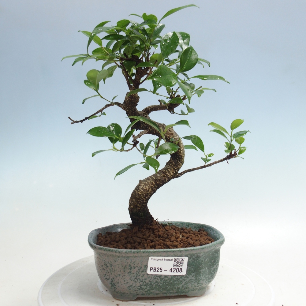 Room bonsai - Ficus retusa - small-leaved ficus