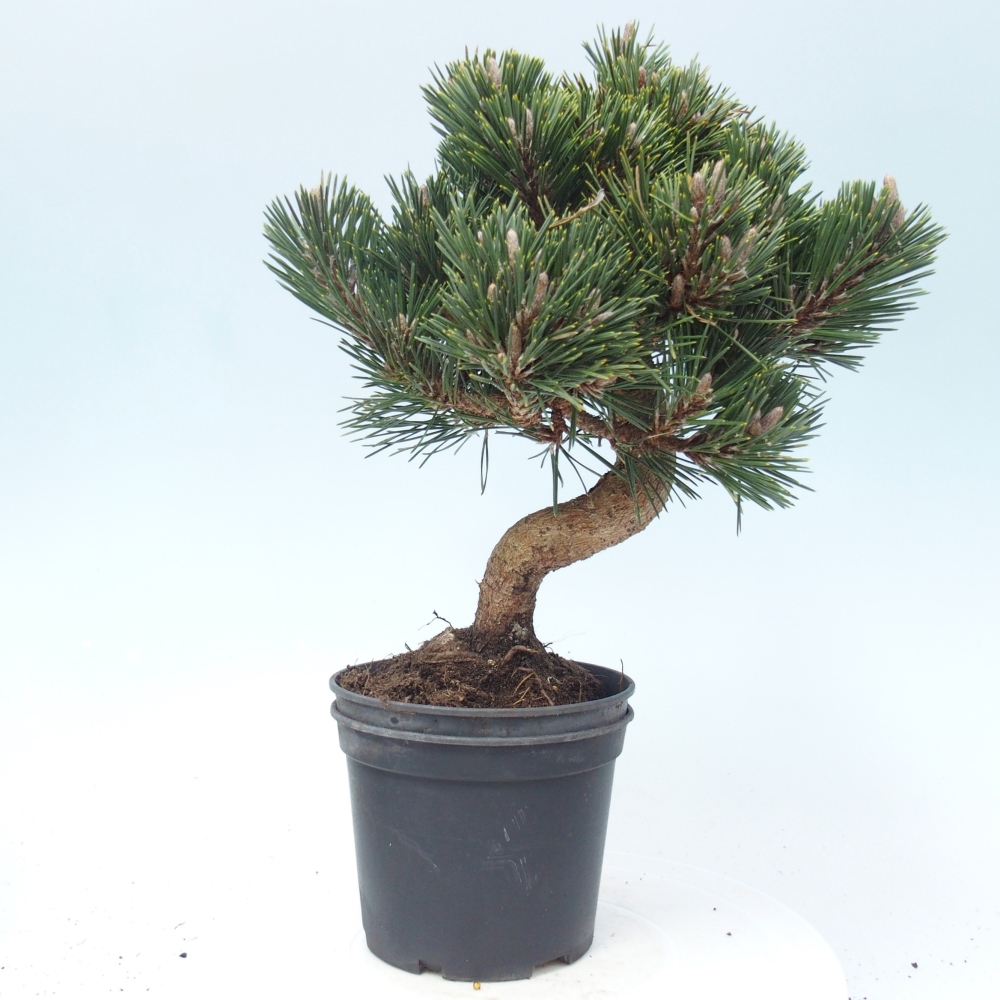 Outdoor bonsai - Pinus thunbergii senjyumaru - Thunberg pine