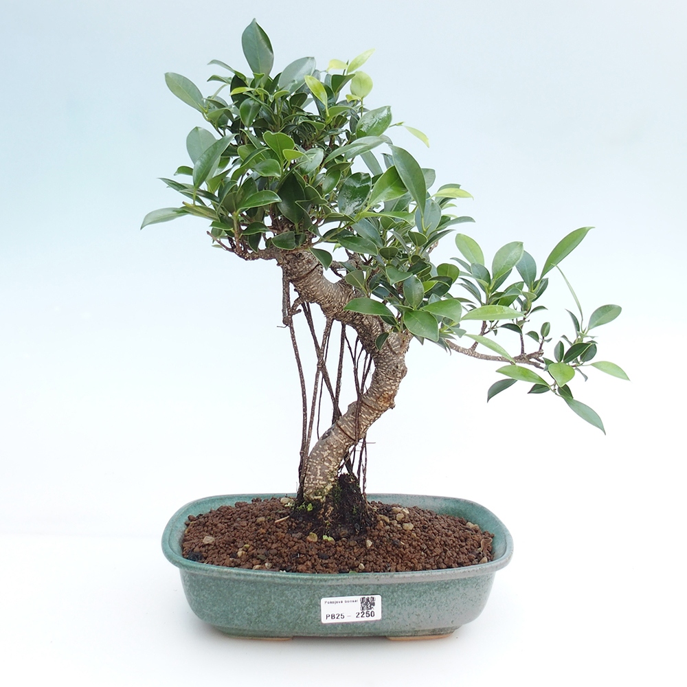 Indoor bonsai - Ficus kimmen - small-leaved ficus