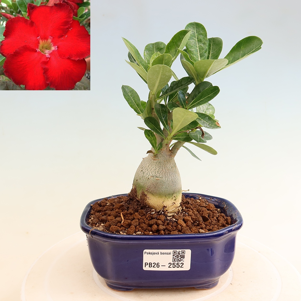 Indoor Bonsai - Adenium obesum Red Star - Desert Rose