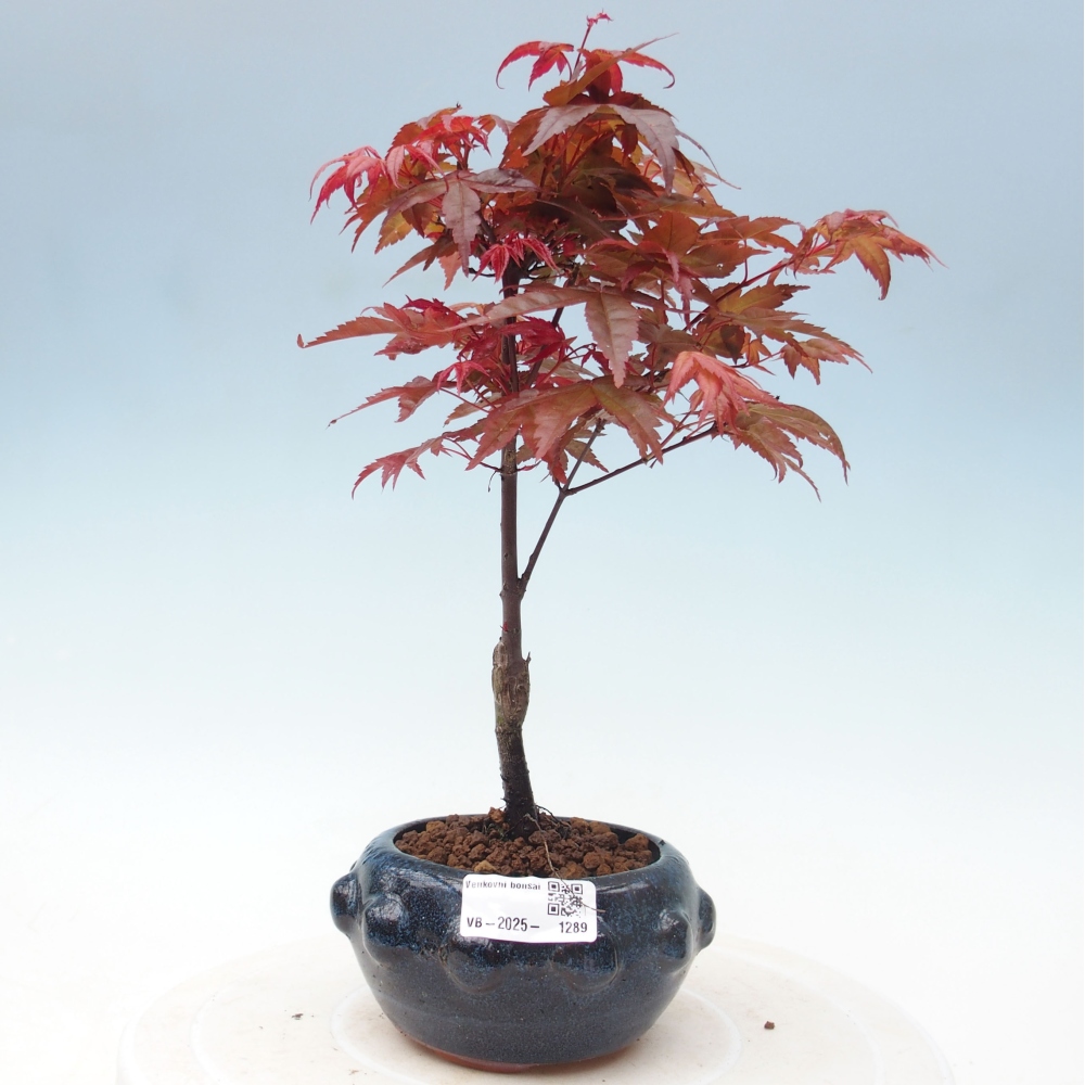 Outdoor bonsai - dlanitolistý Maple - Acer palmatum DESHOJO
