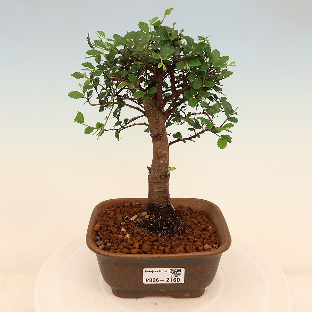 Room bonsai - Ulmus parvifolia - Small-leaved elm