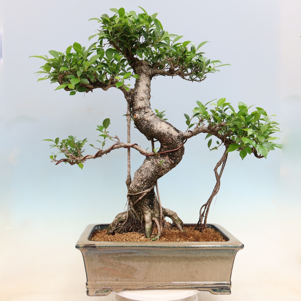 Room bonsai - Ficus kimmen - small-leaved ficus