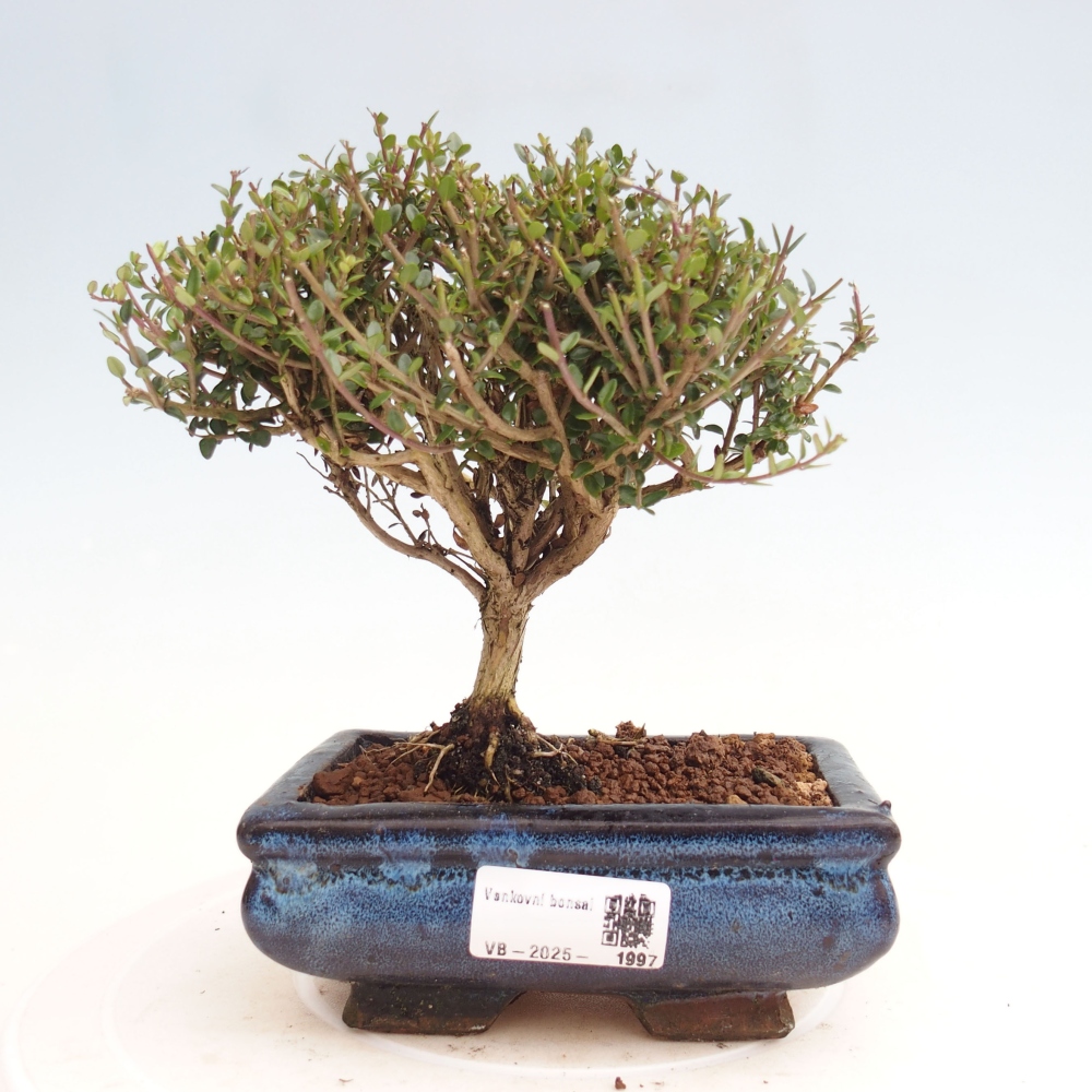 Outdoor bonsai-Lonicera nitida Twiggy -Honeysuckle