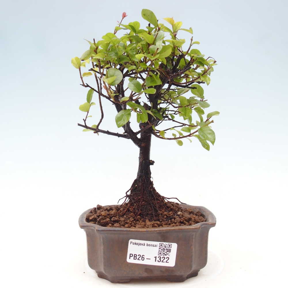 Indoor bonsai - Sagerécie thea - Sagerécie thea