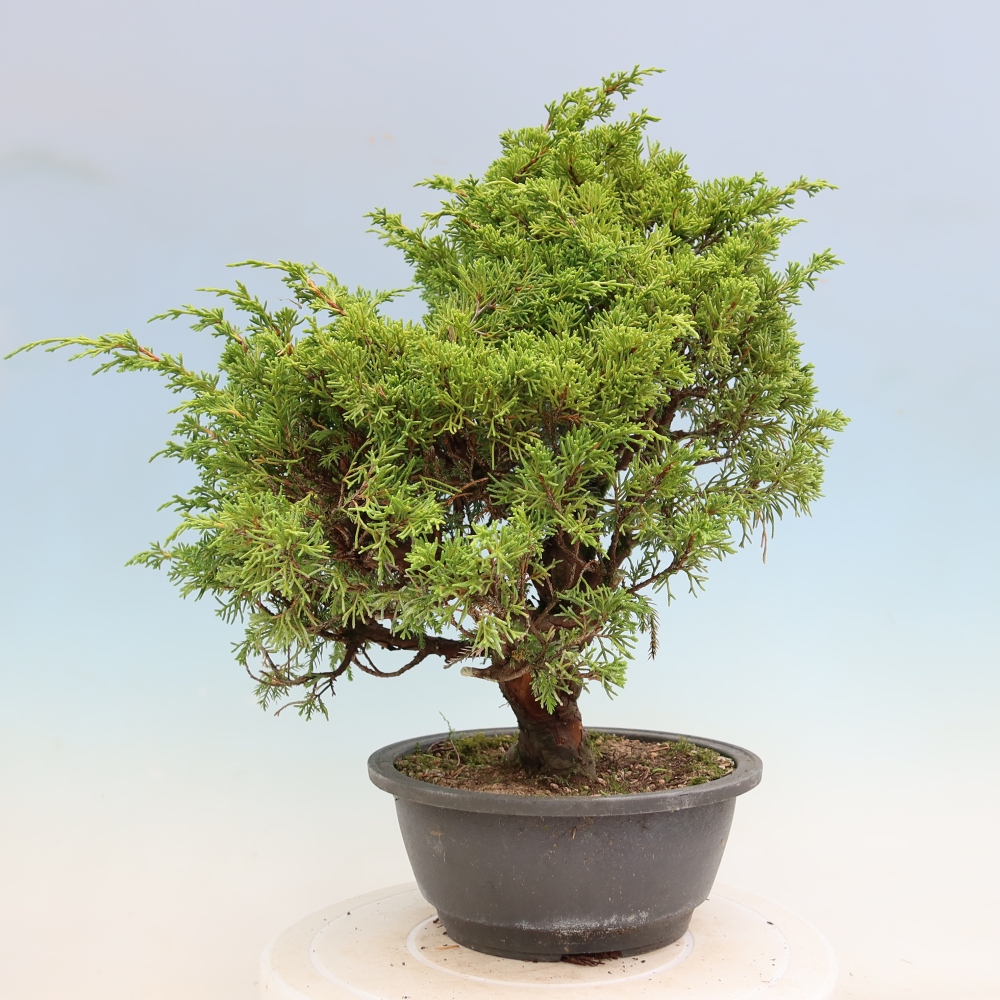 Outdoor Bonsai - Juniperus chinensis Itoigawa - Chinese Juniper
