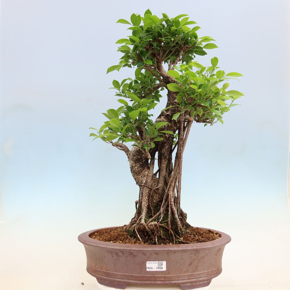 Room bonsai - Ficus kimmen - small-leaved ficus