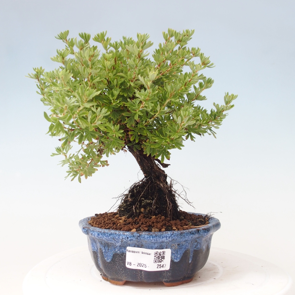 Outdoor bonsai-Cinquefoil - Potentila fruticosa yellow Bird