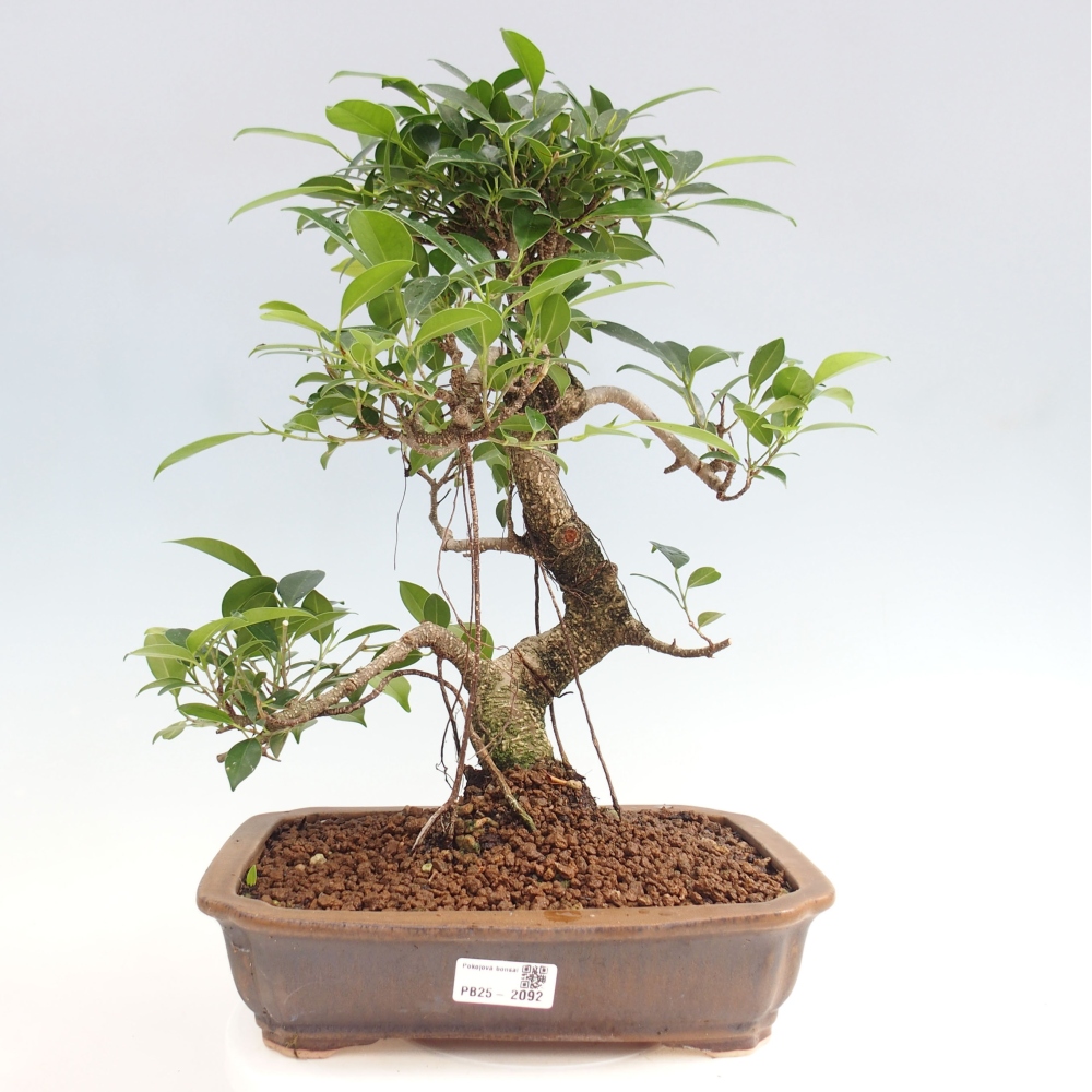 Indoor bonsai - Ficus kimmen - small-leaved ficus