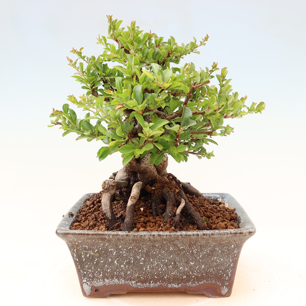 Outdoor bonsai - Chaneomeles speciosa Chojubai