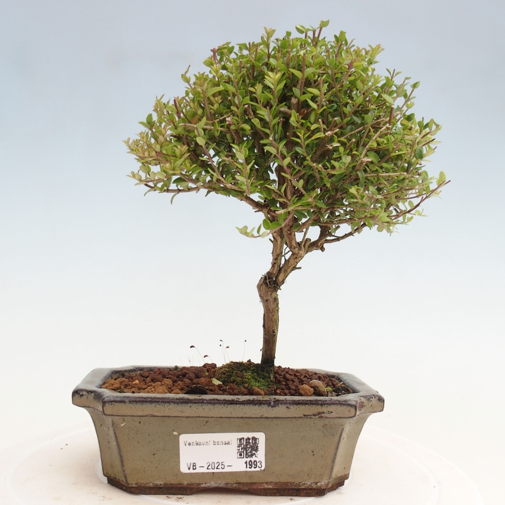 Outdoor bonsai-Lonicera nitida Twiggy -Honeysuckle
