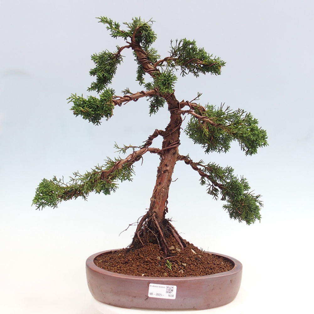 Outdoor bonsai - Juniperus chinensis Kishu - Chinese juniper