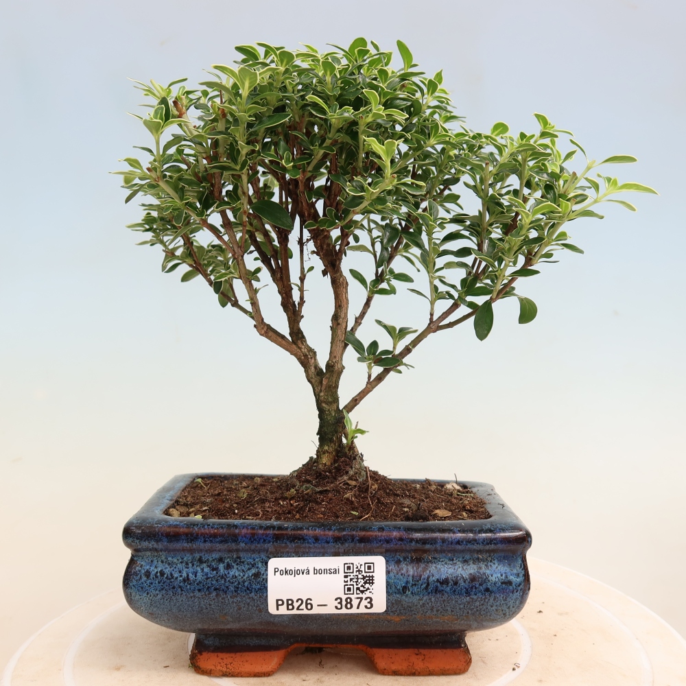 Indoor Bonsai - Serissa foetida Variegata - Tree of a Thousand Stars