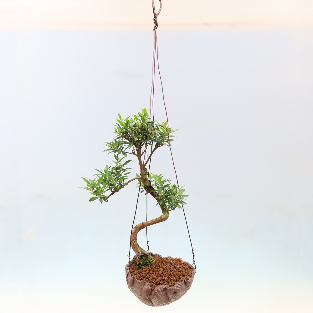 Kokedama in a Ceramic Pot - Syzygium - Pimento Tree