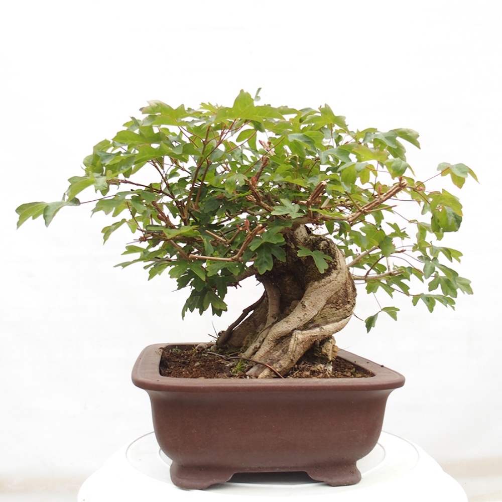 Outdoor bonsai - Baby maple - Acer campestre