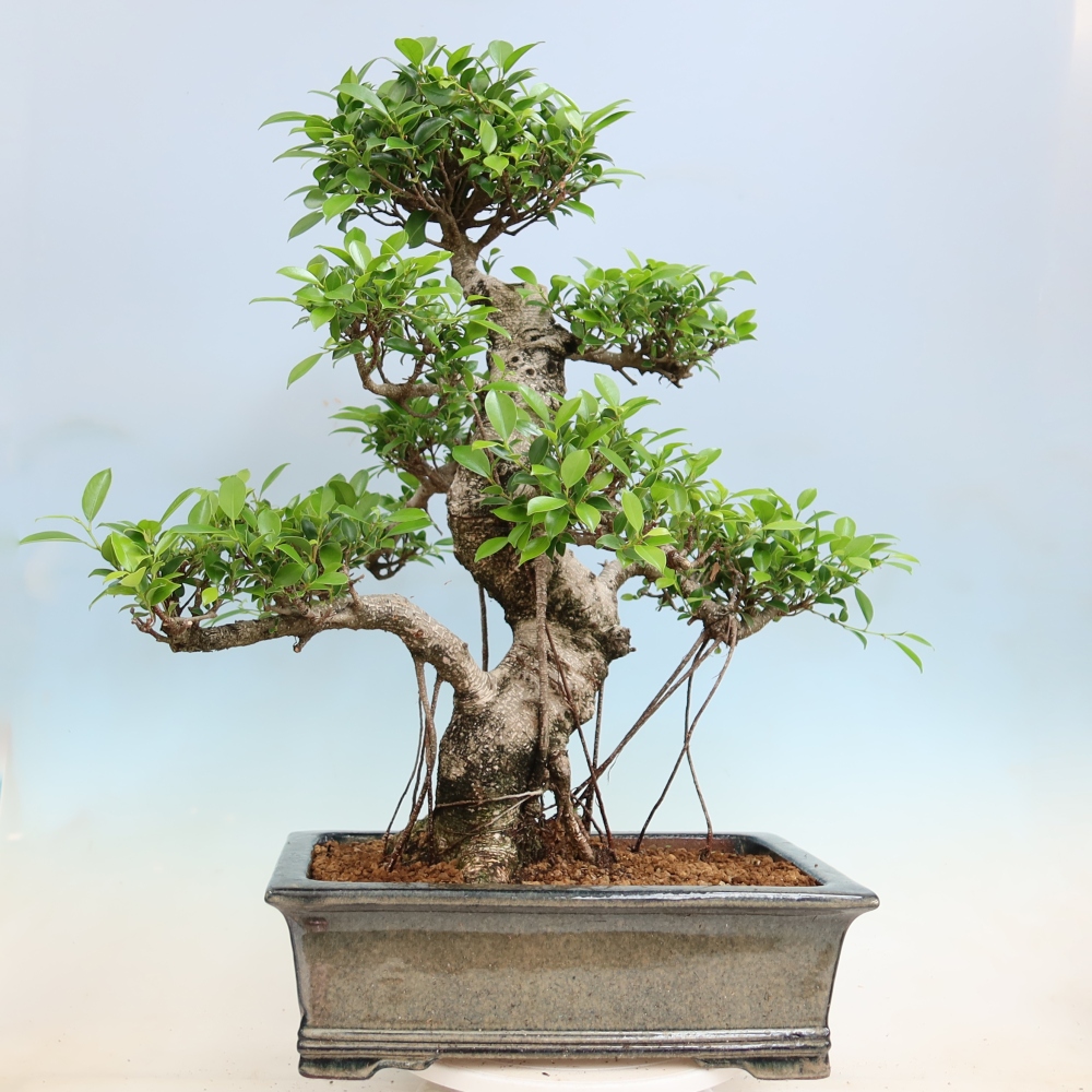 Room bonsai - Ficus kimmen - small-leaved ficus