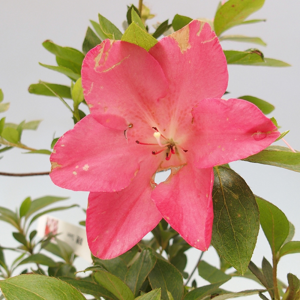 Outdoor bonsai - Japanese azalea - Azalea Saien