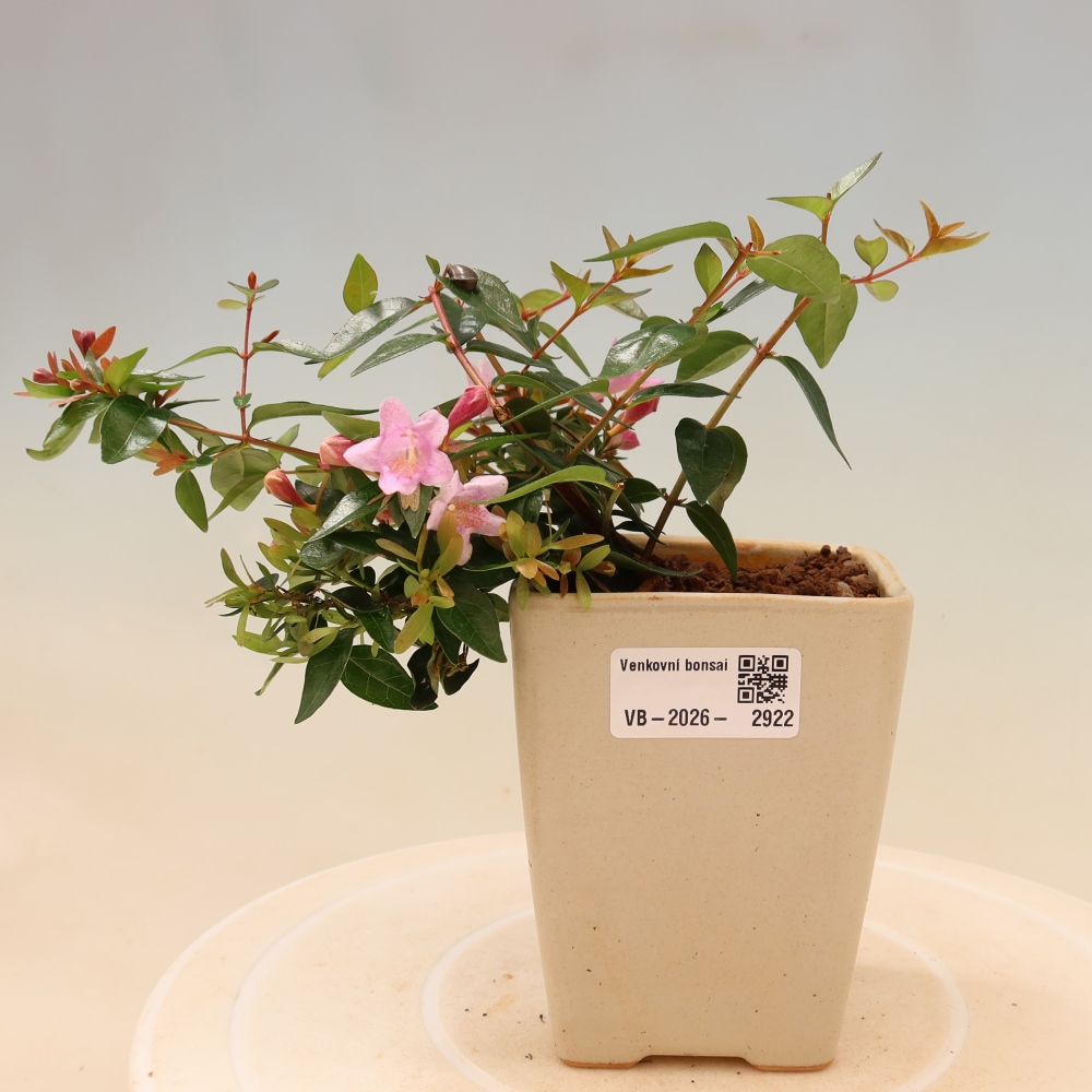 Outdoor Bonsai - Abelia Edward Goucher - Large-flowered Abelia