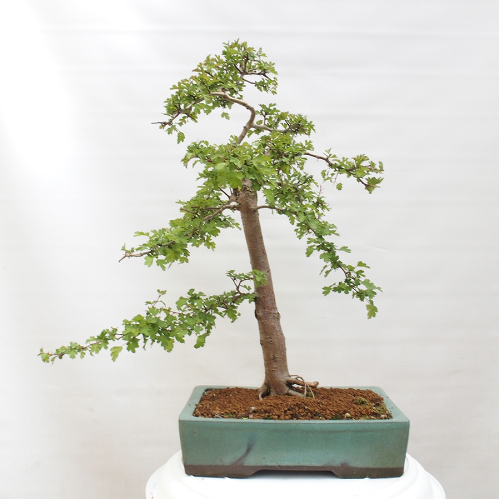 Outdoor bonsai - Hawthorn - Crataegus monogyna