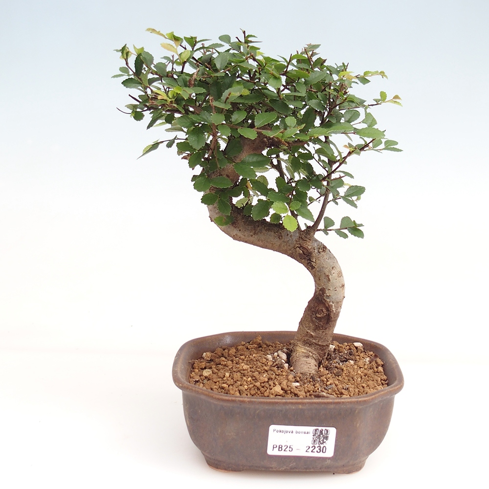 Room Malolistý elm bonsai