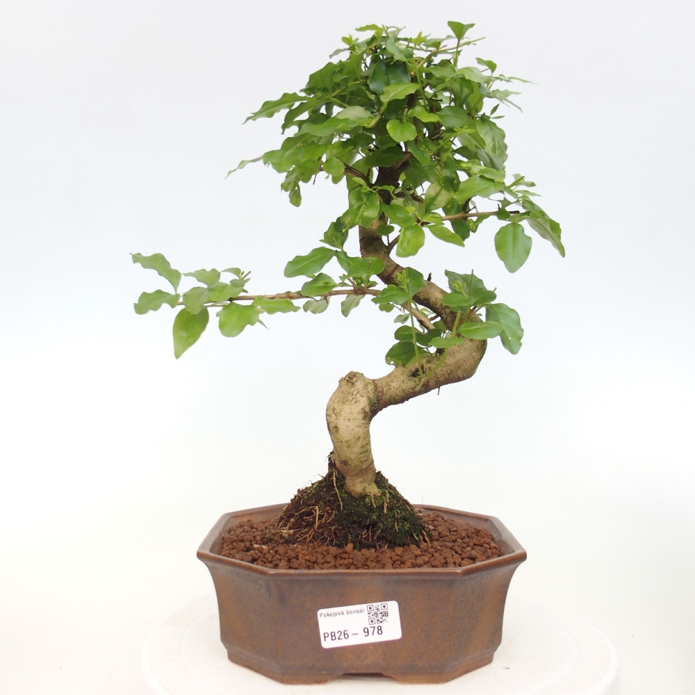 Room bonsai -Ligustrum chinensis - Birds Beak