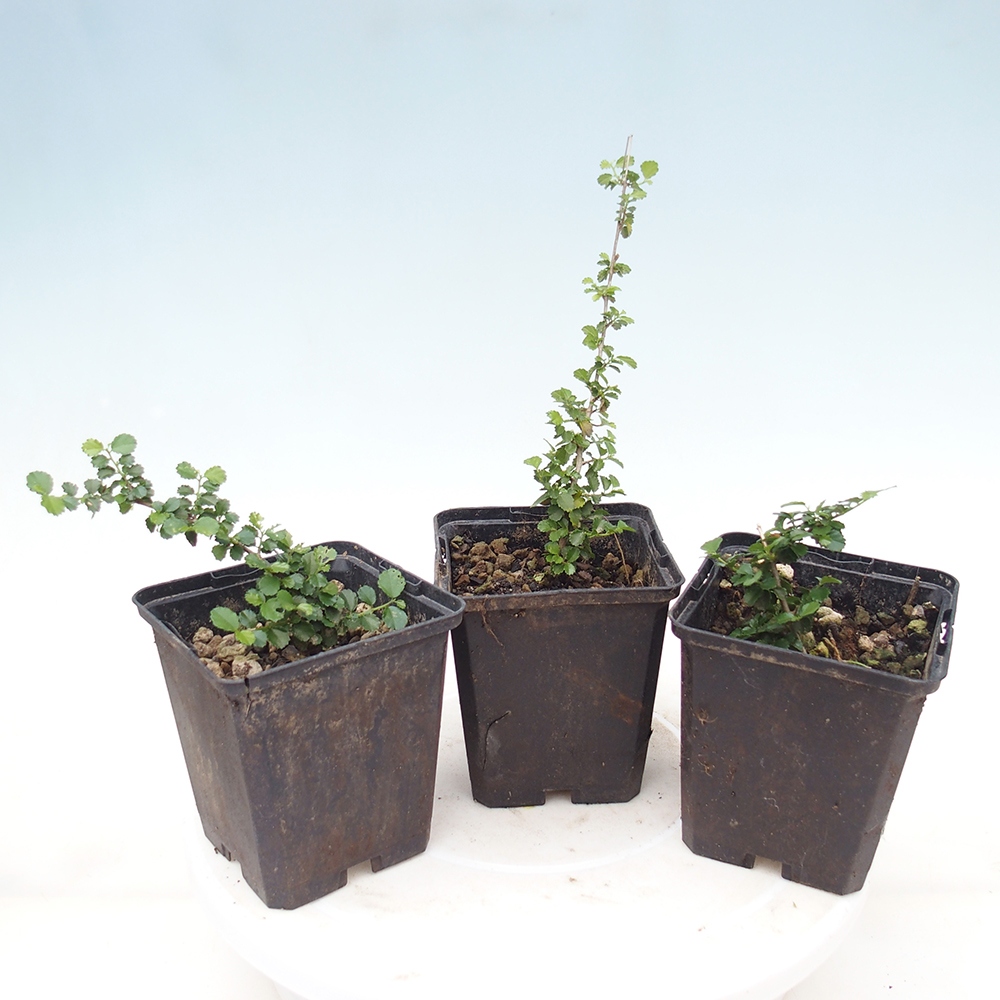 Room bonsai - Grewia sp. - Grewia small-leaved in container