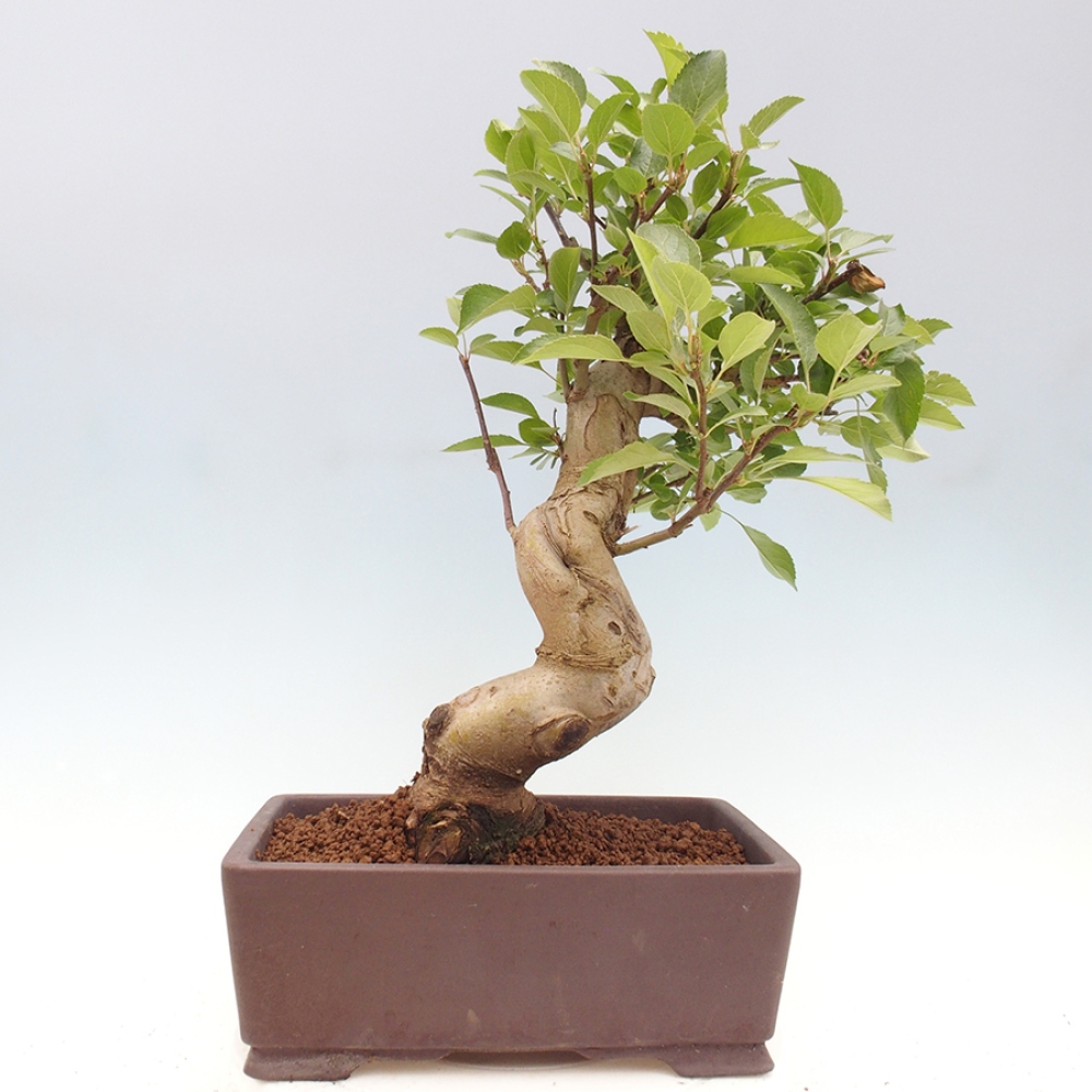 Outdoor bonsai - Malus halliana - Small-fruited apple tree