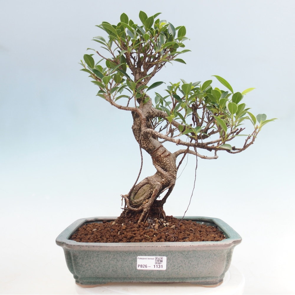 Room bonsai - Ficus kimmen - small-leaved ficus