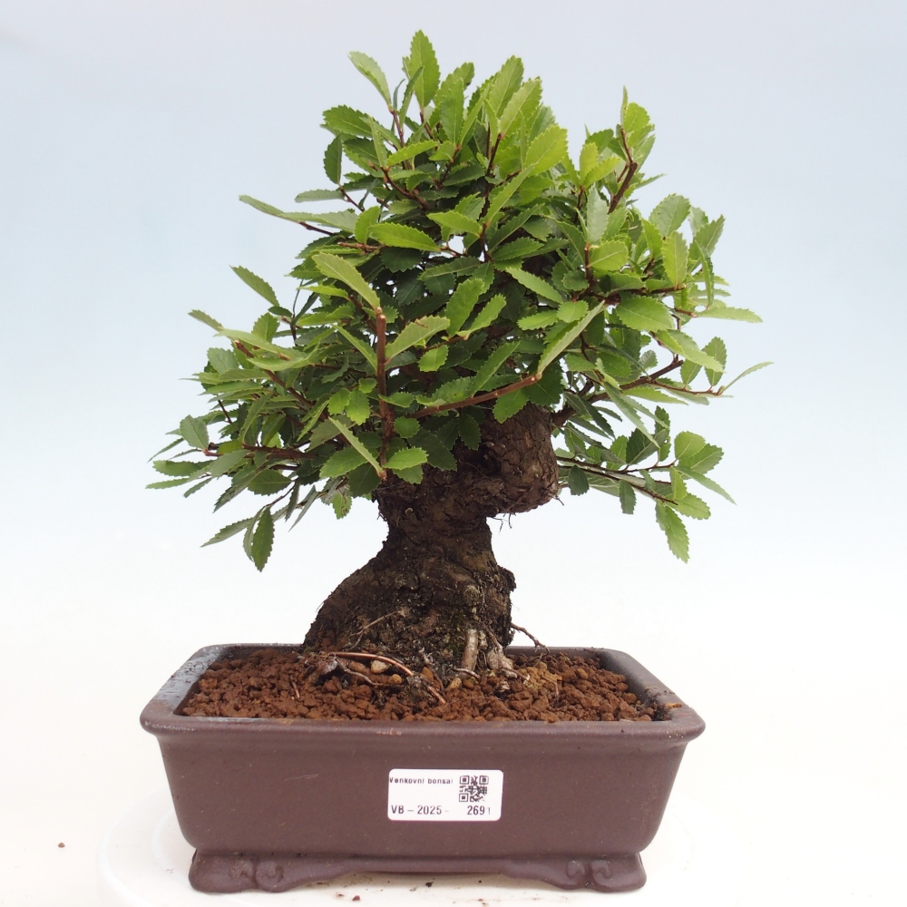 Outdoor bonsai - Zelkova - Zelkova NIRE