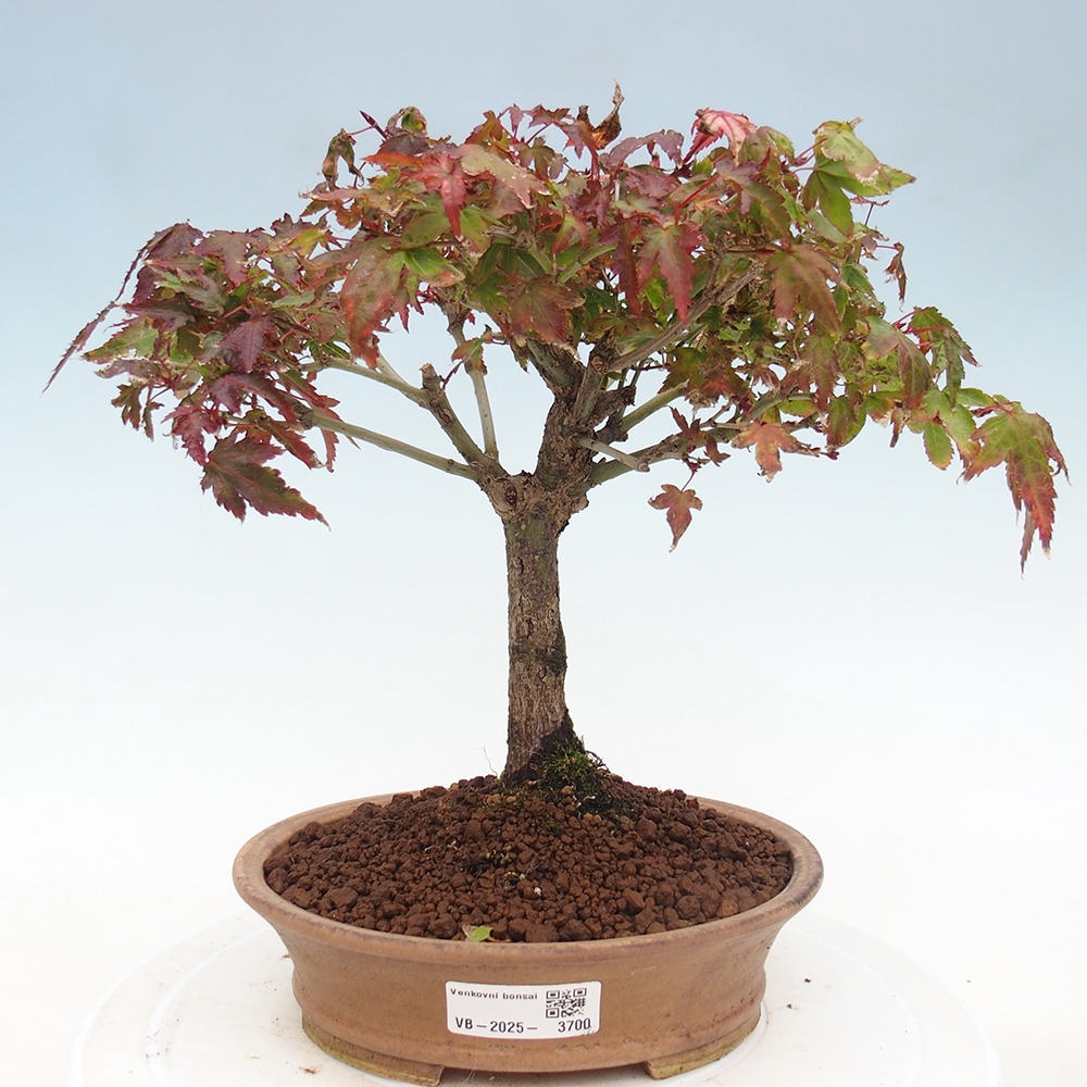 Acer palmatum KIOHIME - Palmetto maple