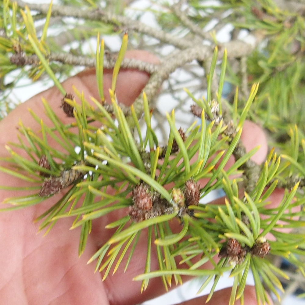 Yamadori - Pinus sylvestris 