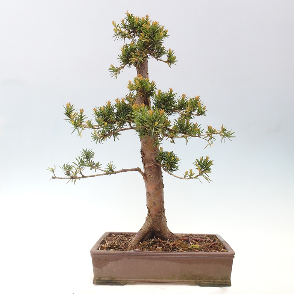Outdoor bonsai - Taxus cuspidata - Japanese yew