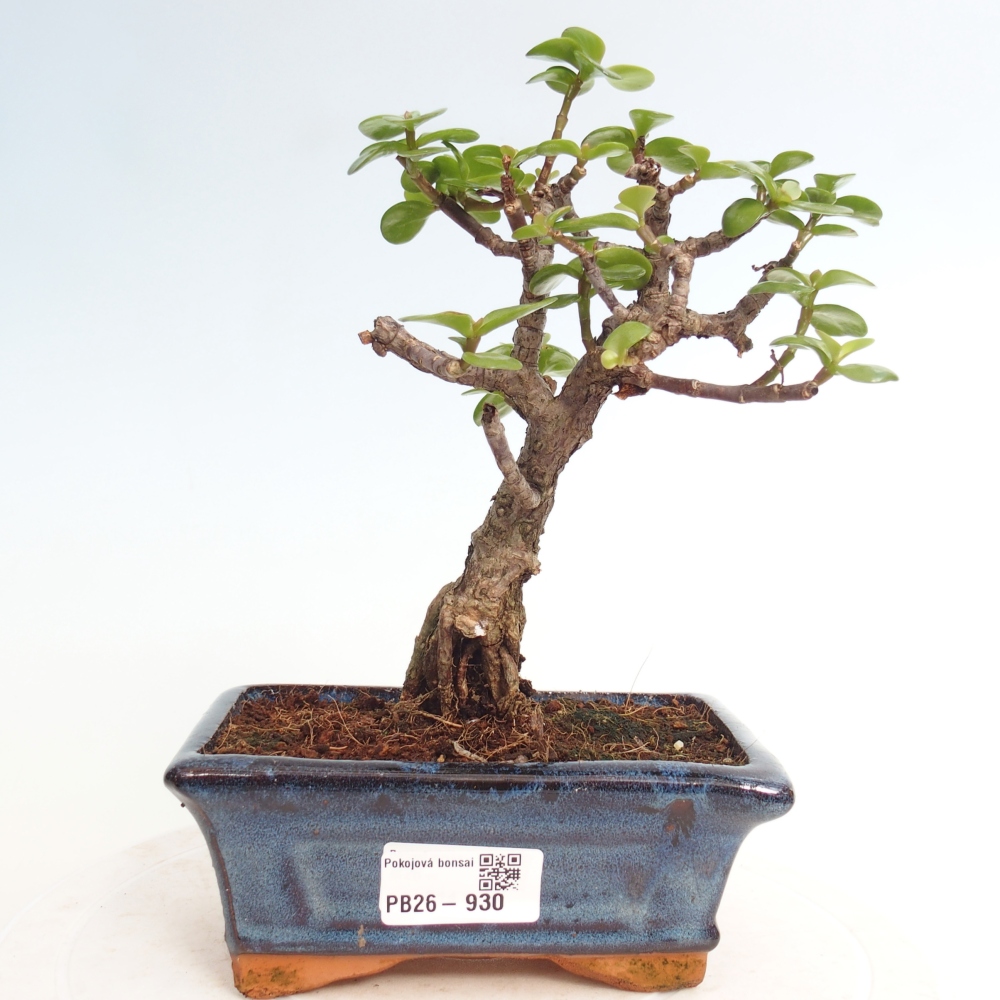 Room bonsai - Portulakaria Afra - Tlustice
