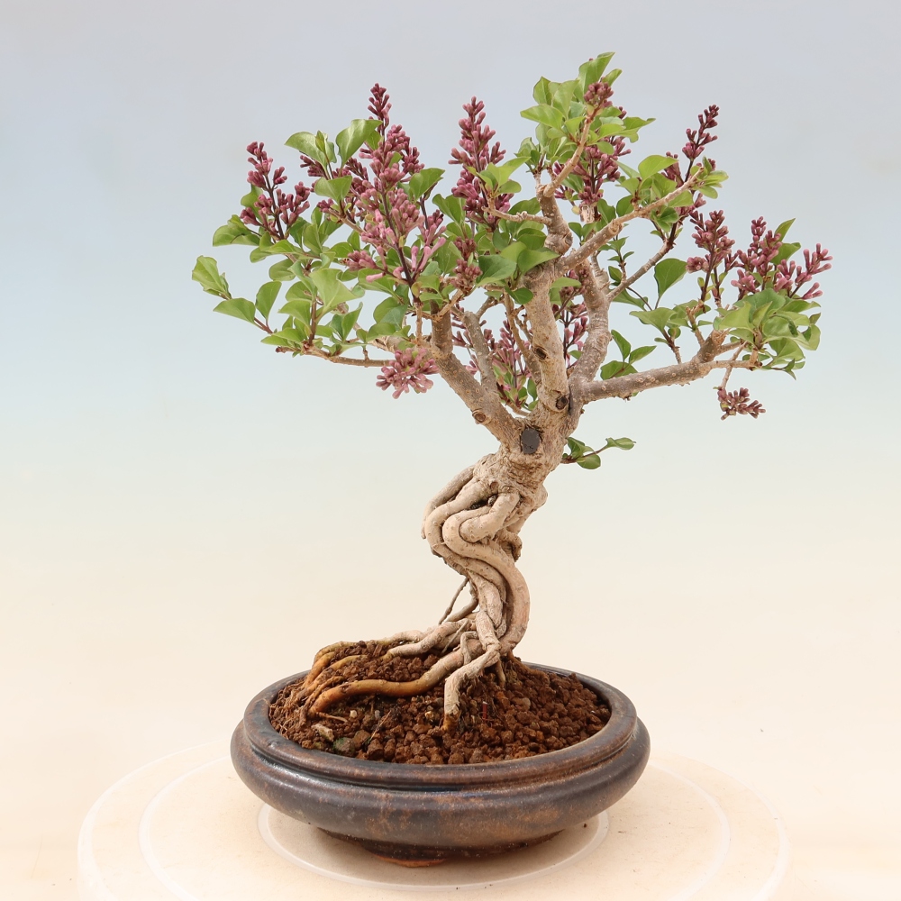 Outdoor bonsai - Syringa microphylla - small-flowered lilac