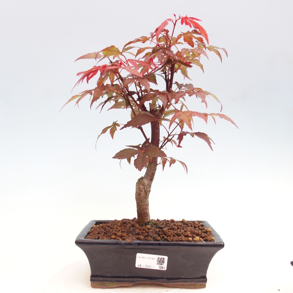 Outdoor bonsai - Acer palm. Atropurpureum-Palmleaf Maple