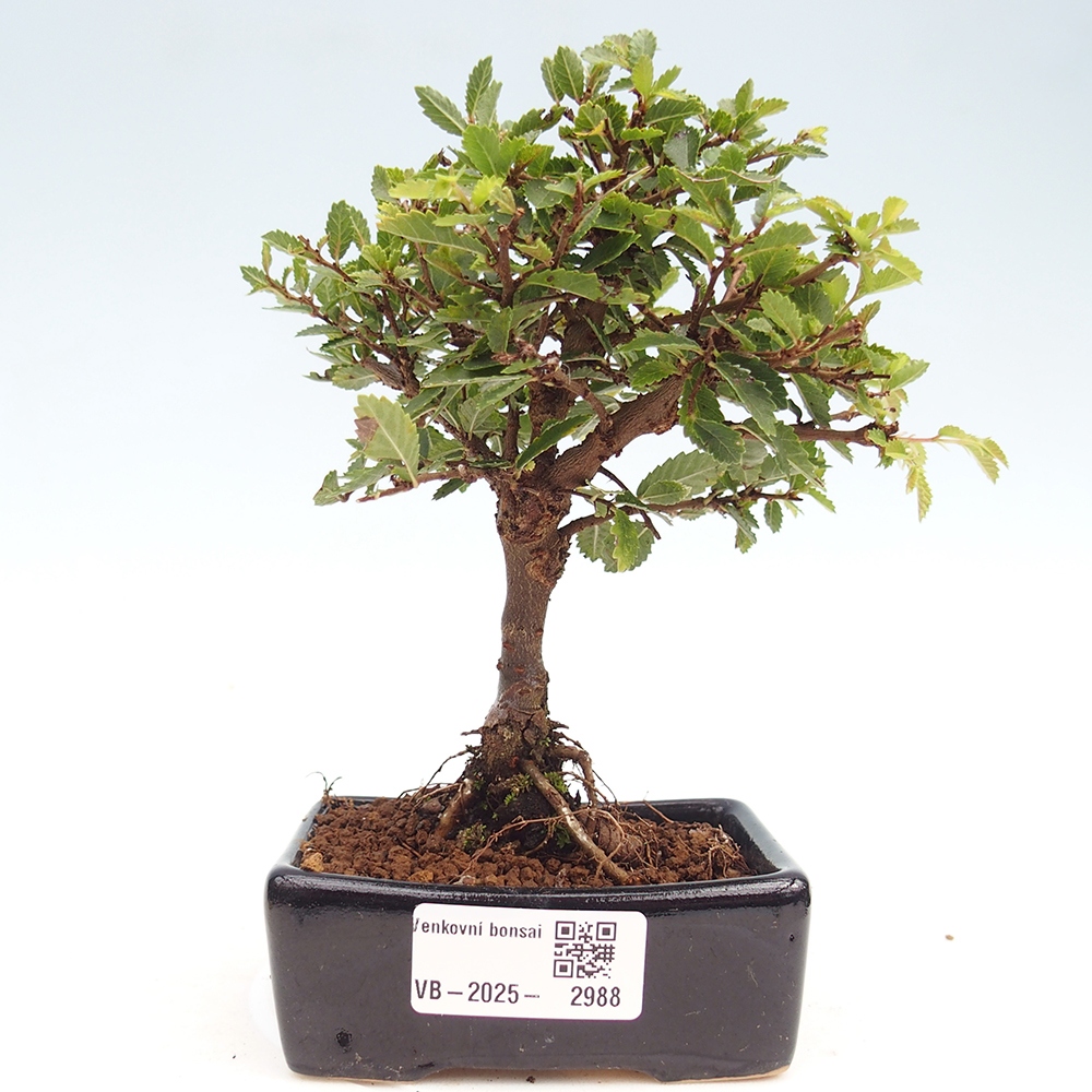 Outdoor bonsai - Ulmus parvifolia Sagei - Small-leaved elm