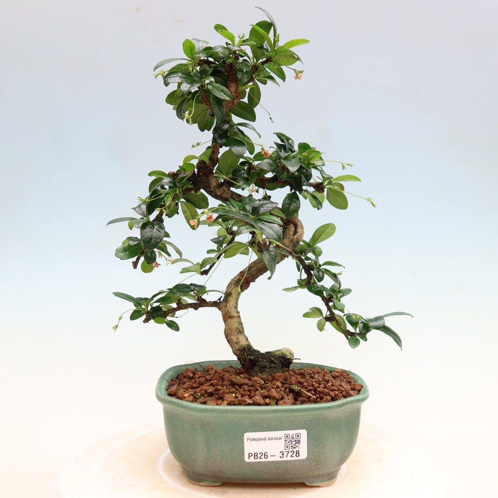 Room bonsai - Carmona macrophylla - Tea fuki
