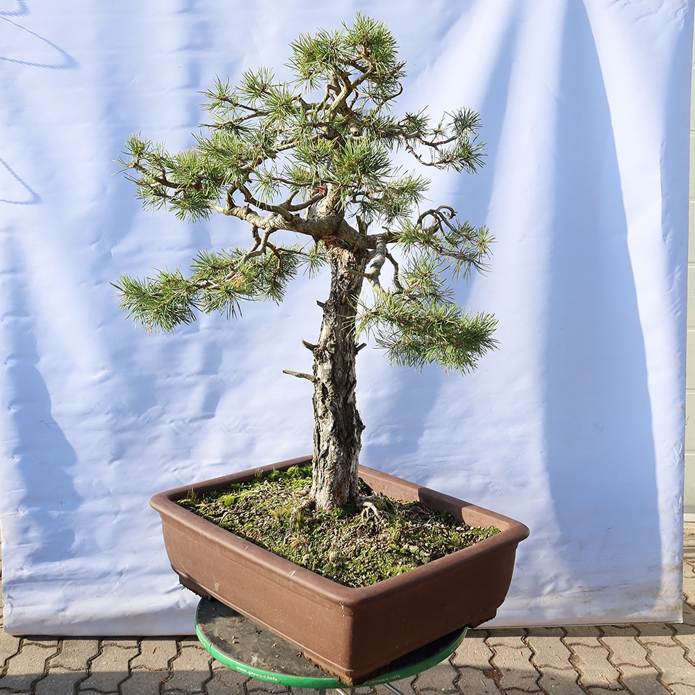 Pinus sylvestris Spain - Scots pine