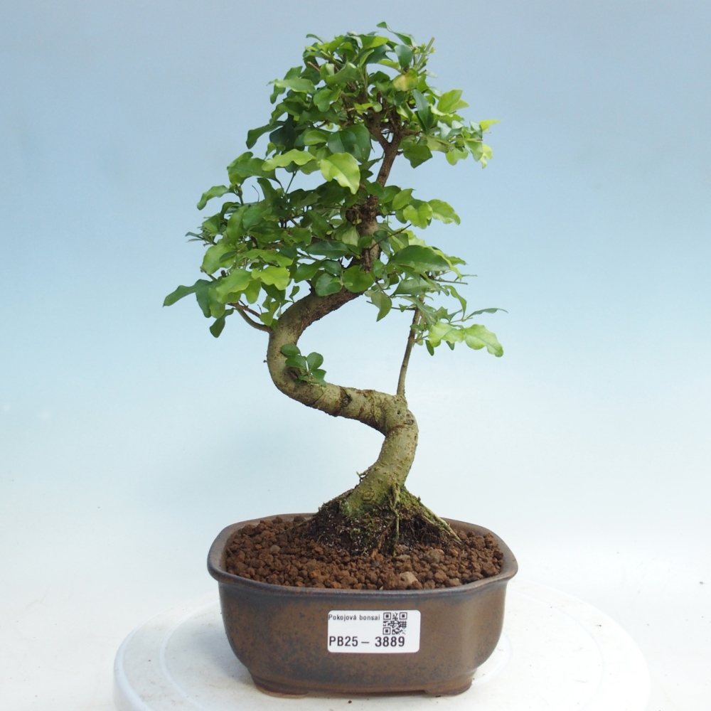 Room bonsai -Ligustrum chinensis - Birds Beak