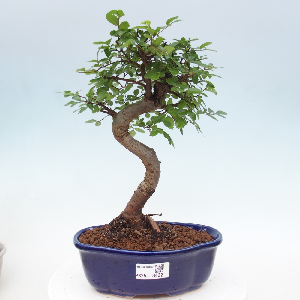Room bonsai - Ulmus parvifolia - Small-leaved elm