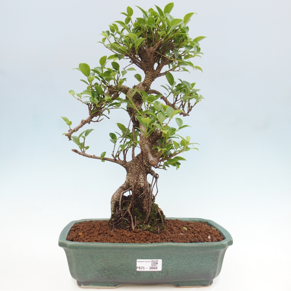 Indoor bonsai - Ficus kimmen - small-leaved ficus
