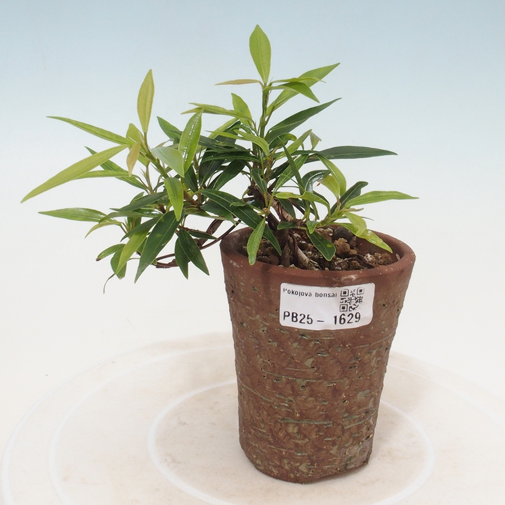 Indoor bonsai - Ficus nerifolia - small-leaved ficus