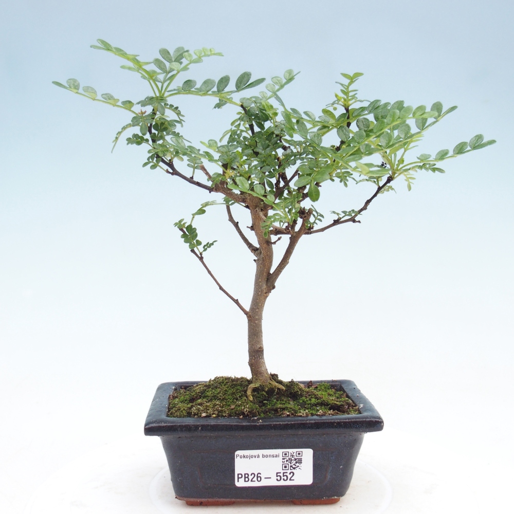 Room bonsai - Zantoxylum piperitum - pepper tree