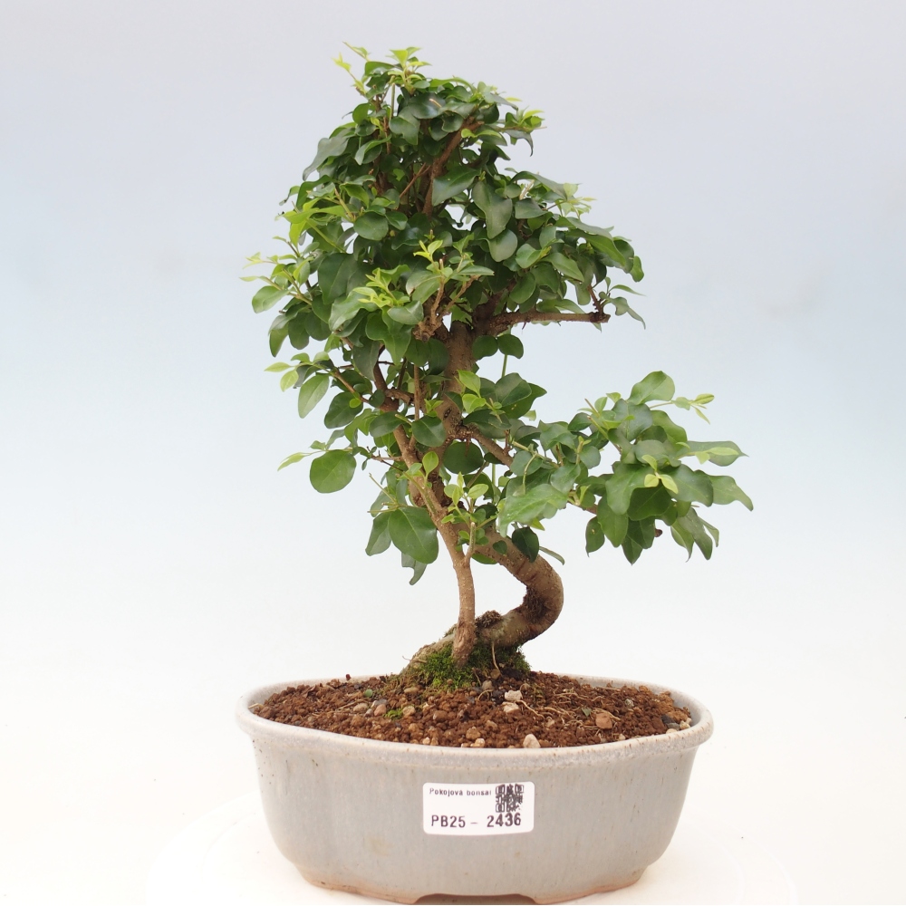 Indoor bonsai -Ligustrum chinensis - Bird's beak