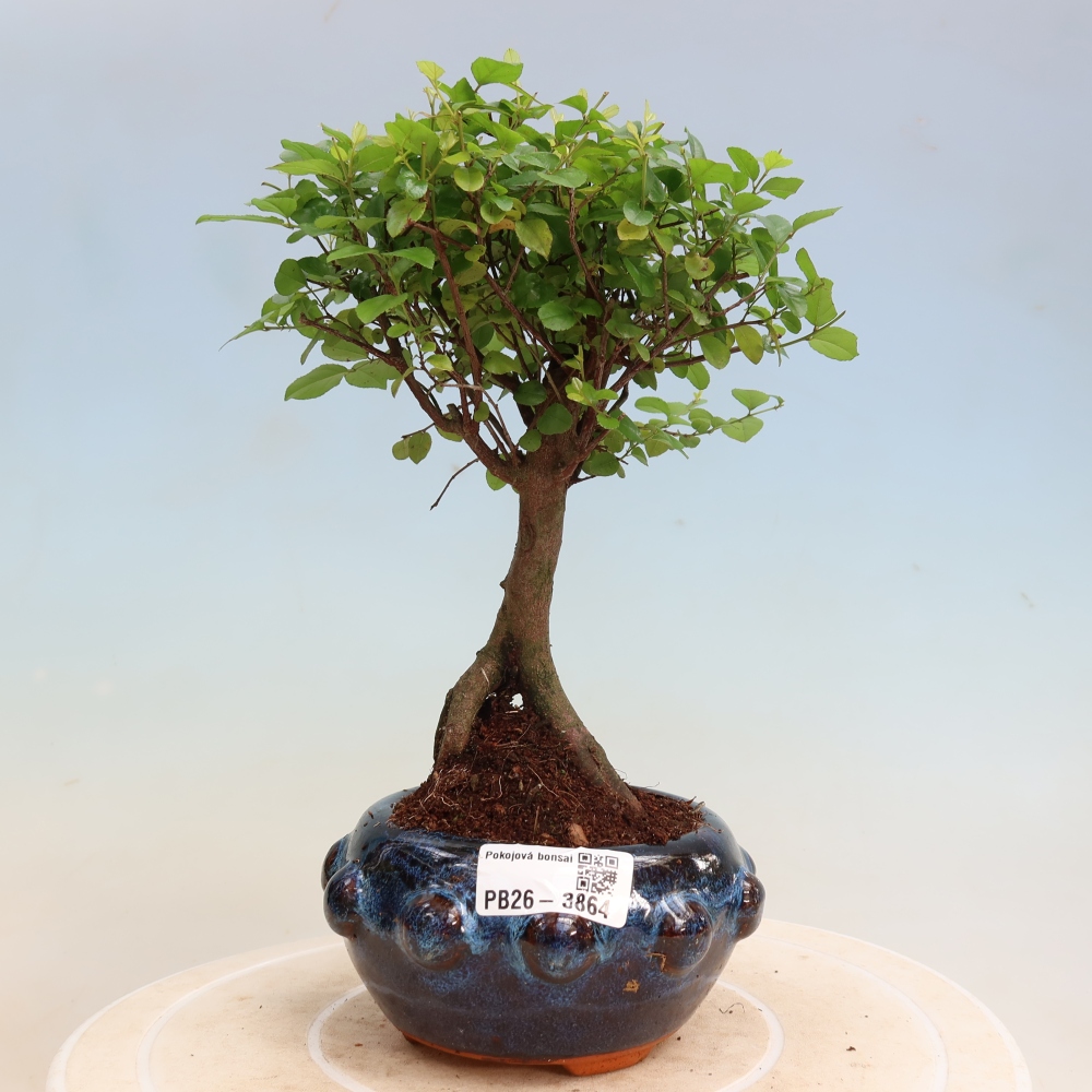 Room bonsai - Sageretia thea - Sageretia thea