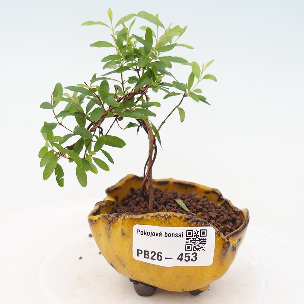 Room bonsai-PUNICA granatum nana-Granate apple