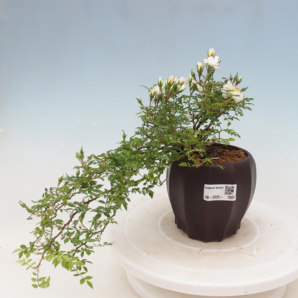 Outdoor bonsai - Rosa Sea Foam -  rose