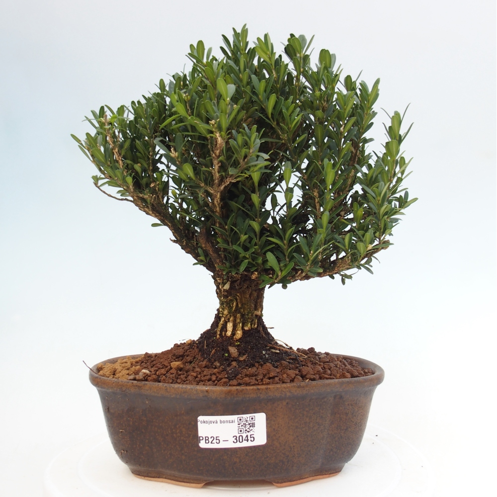 Indoor bonsai - Buxus harlandii - Cork boxwood