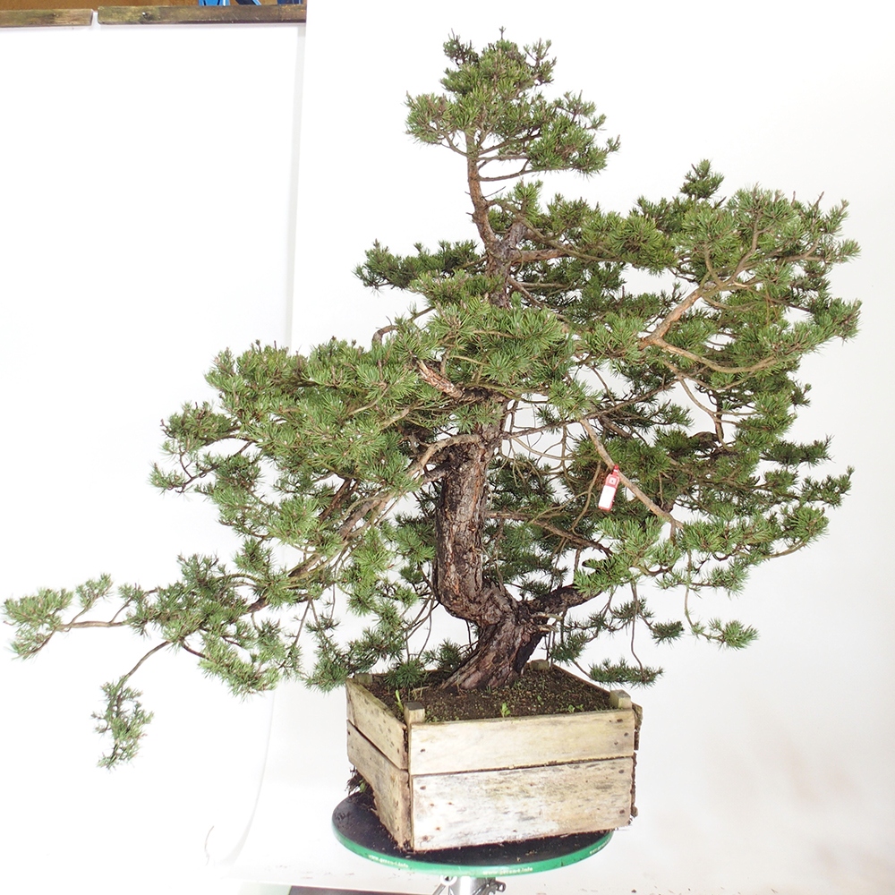 Yamadori - Pinus sylvestris Spain
